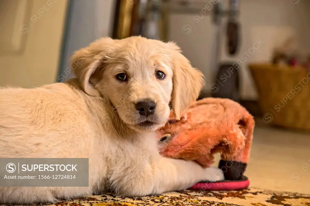 portrait of a 10 week old golden retriever puppy