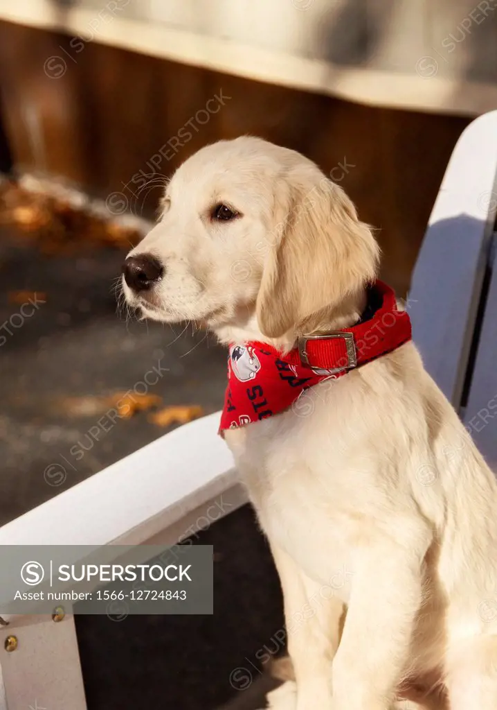 12 week old golden retriever puppy sitting in an adirondack chair the day it left his mother and his brother and sister litter-mates model released, m...