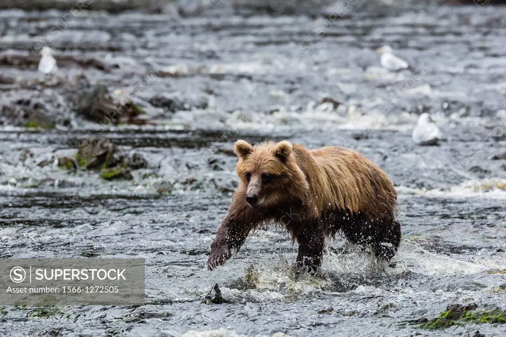 Young brown bear (Ursus arctos) fishing for pink salmon at low tide in Pavlof Harbor, Chichagof Island, Southeast Alaska, U.S.A.