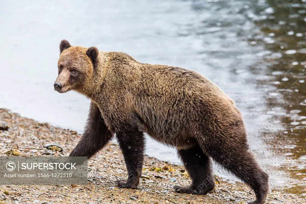 Young adult brown bear (Ursus arctos) walking the beach at Pavlof Harbor on Chichagof Island, Southeast Alaska, USA.