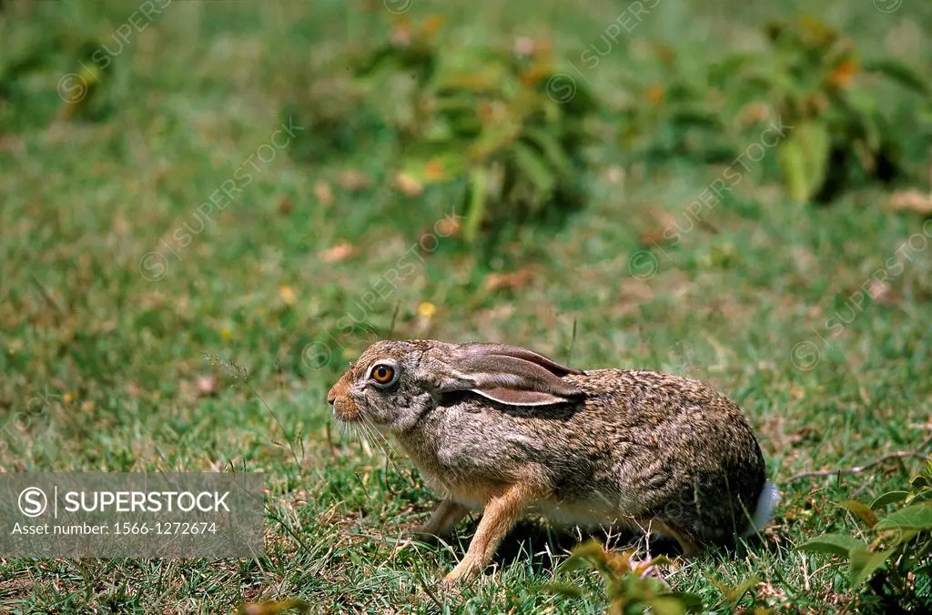 Cape Hare, lepus capensis.