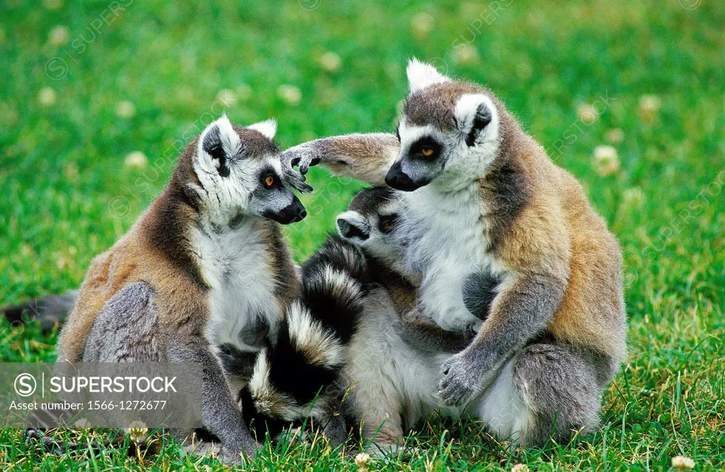 Ring-Tailed Lemur, lemur catta, Adults sitting.