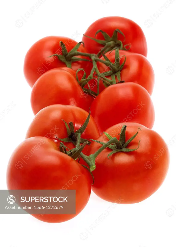 Red Tomato, solanum lycopersicum, Vegetables against White Background.