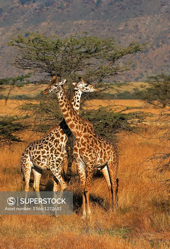 Masai Giraffe, giraffa camelopardalis tippelskirchi, Adults in Savanna, Masai Mara Park in Kenya.