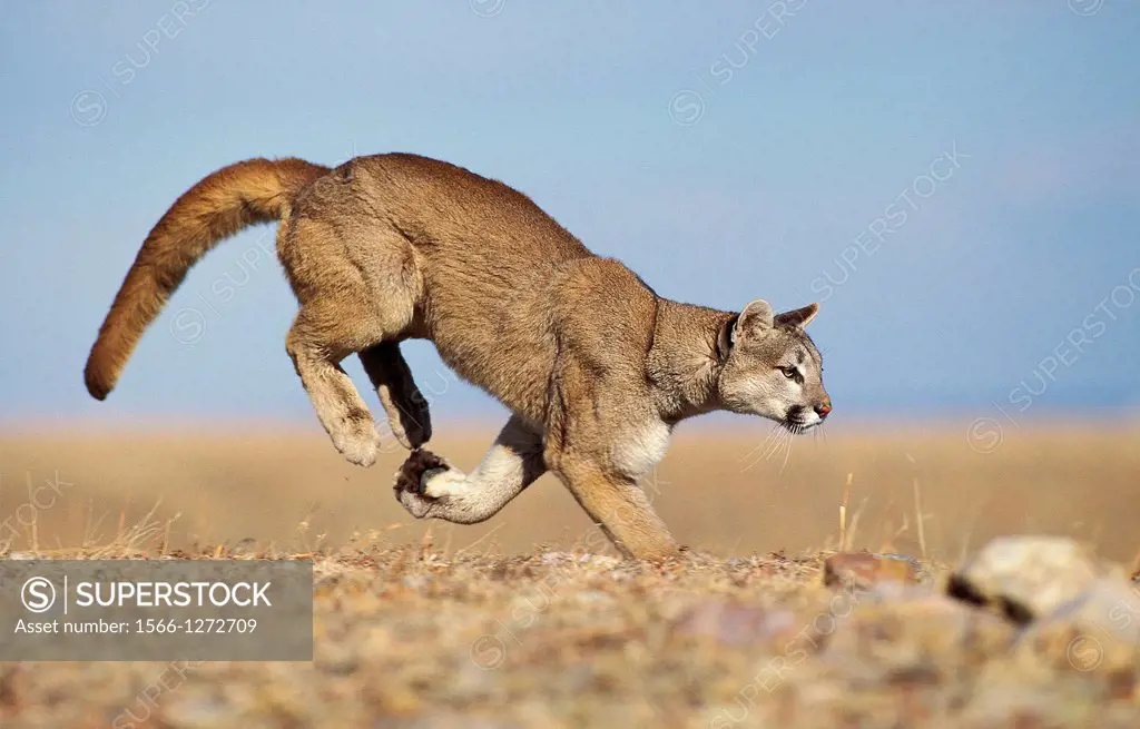 Cougar, puma concolor, Adult running, Montana.