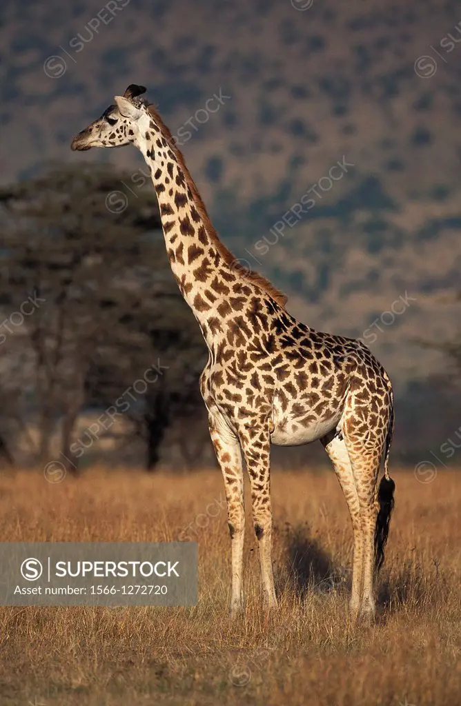 Masai Giraffe, giraffa camelopardalis tippelskirchi, Adult in Savanna, Masai Mara Park in Kenya.