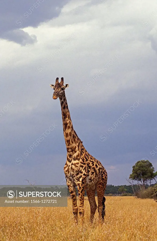 Masai Giraffe, giraffa camelopardalis tippelskirchi, Adult in Savanna, Masai Mara Park in Kenya.