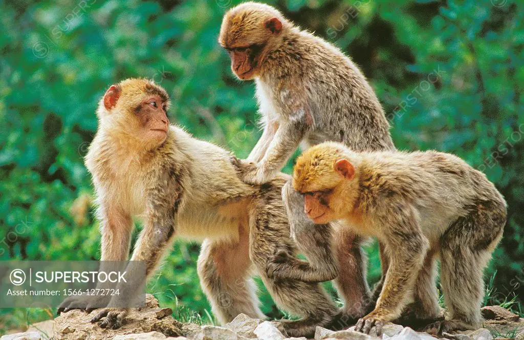 Barbary Macaque, macaca sylvana, Pair mating.