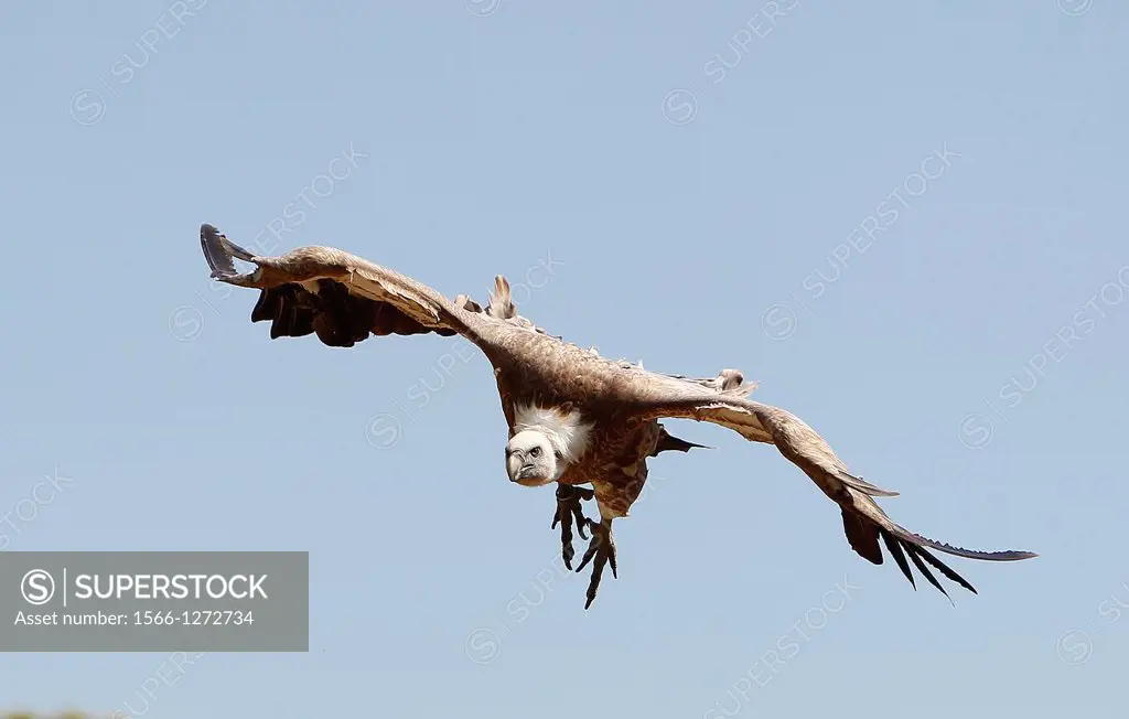Eurasian Griffon Vulture, gyps fulvus, Adult in Flight.