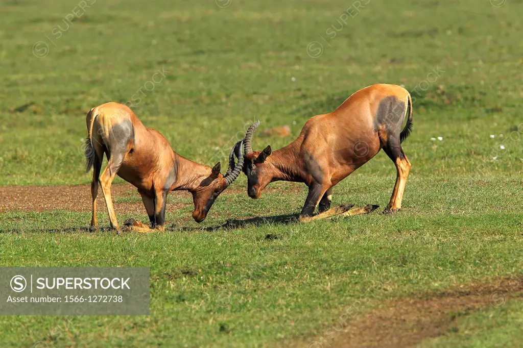 Topi, damaliscus korrigum, Males fighting, Masai Mara Park in Kenya.
