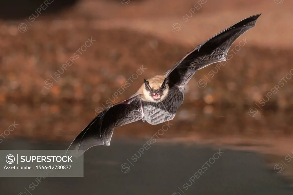 Big Brown Bat, Eptesicus fuscus, Green Valley, Arizona, USA; native to N America, C America, Caribbean & northern S America.