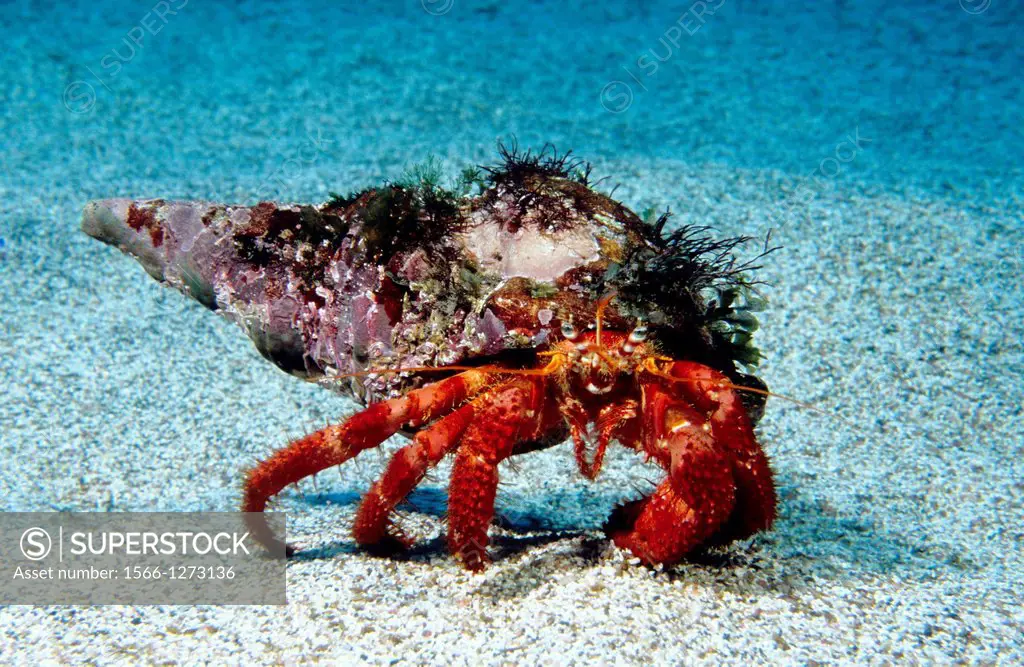 Great hermit crab (Dardanus arrosor). Atlantic Ocean. Azores islands. Portugal.
