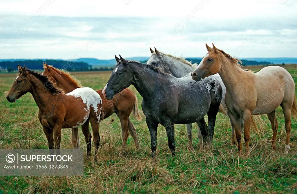 American Saddlebred Horse, Herd standing in Meadow.