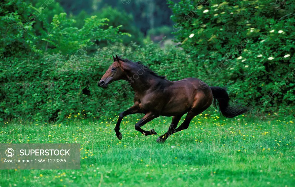 English thoroughbred Horse Galloping through Paddock.