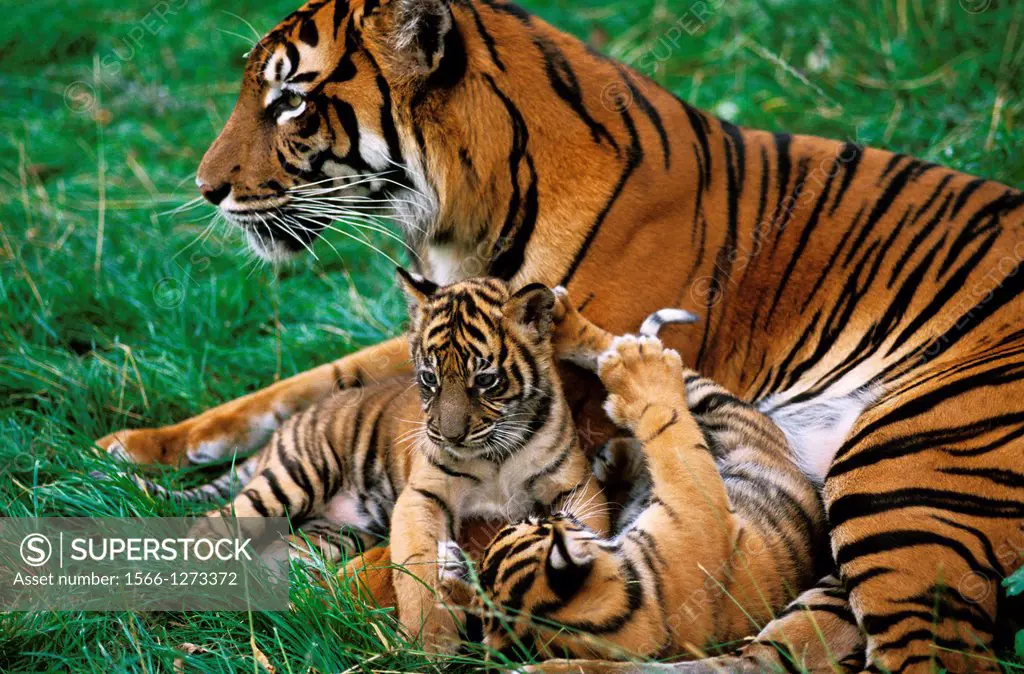 Sumatran Tiger, panthera tigris sumatrae, Mother with Cub.