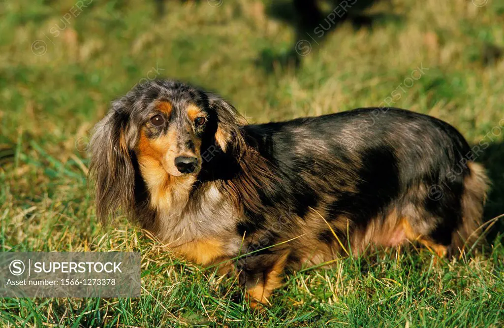 Long-Haired Dachshund, Adult standing on grass.