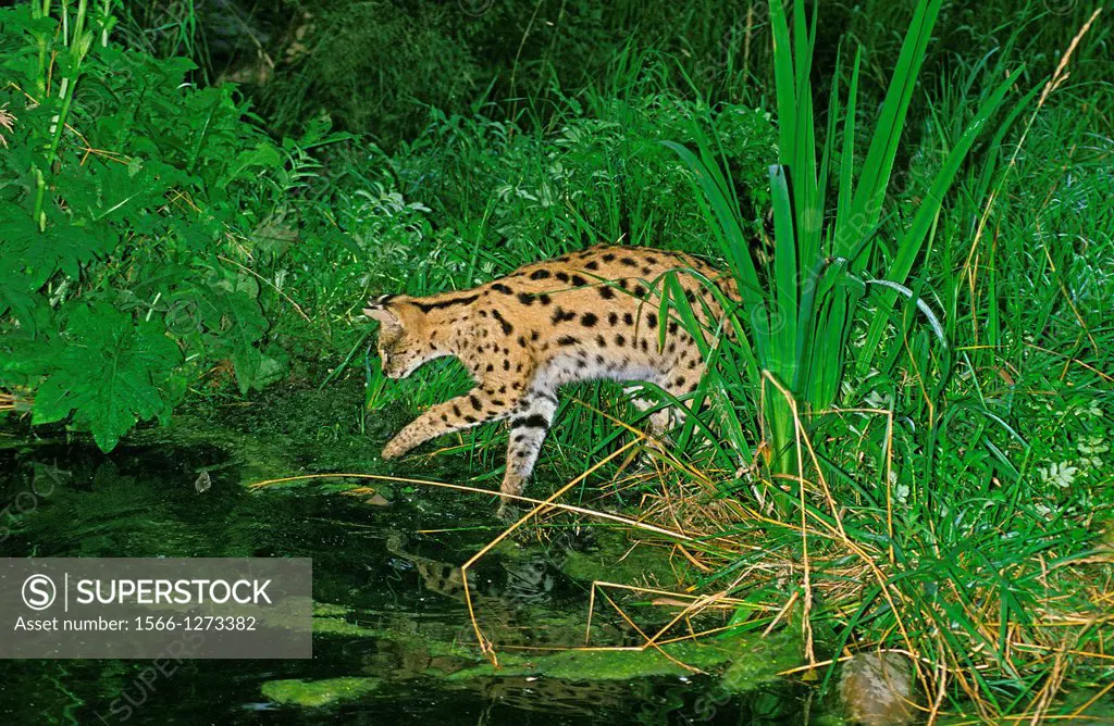 Serval, leptailurus serval, Adult Hunting.