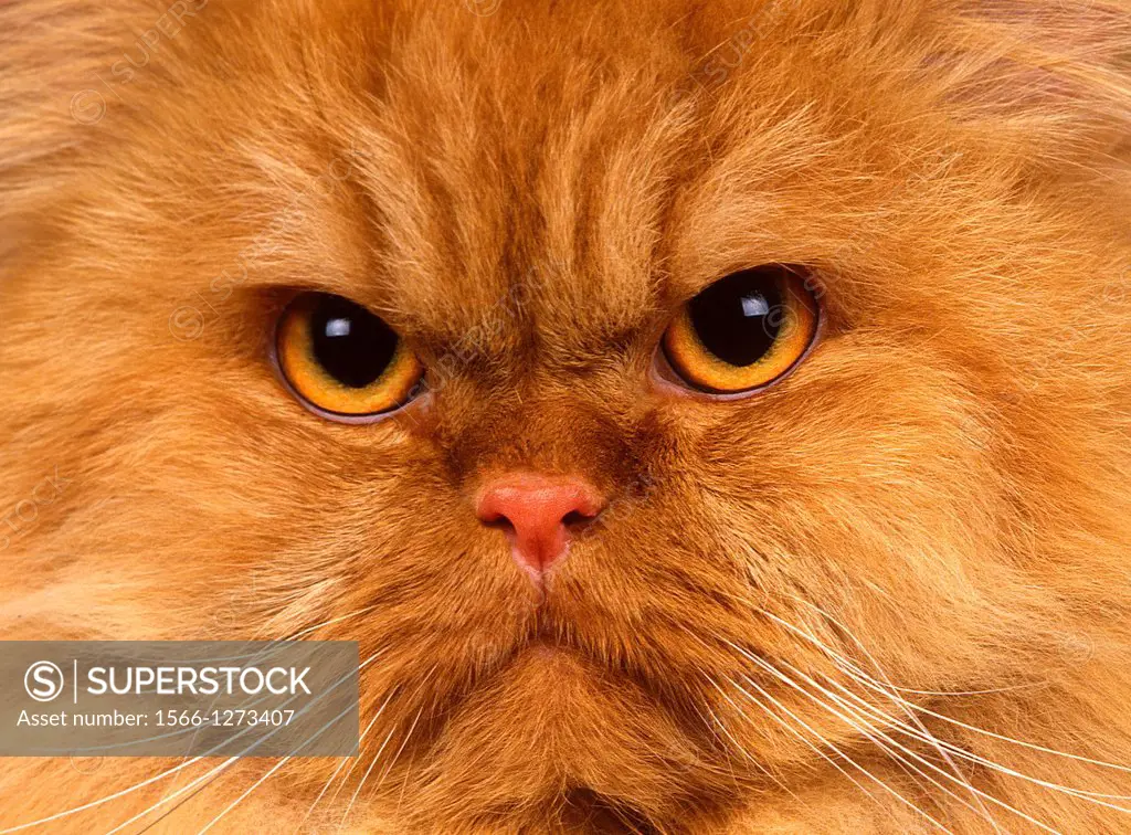 Red Persian Domestic Cat, Portrait of Adult.