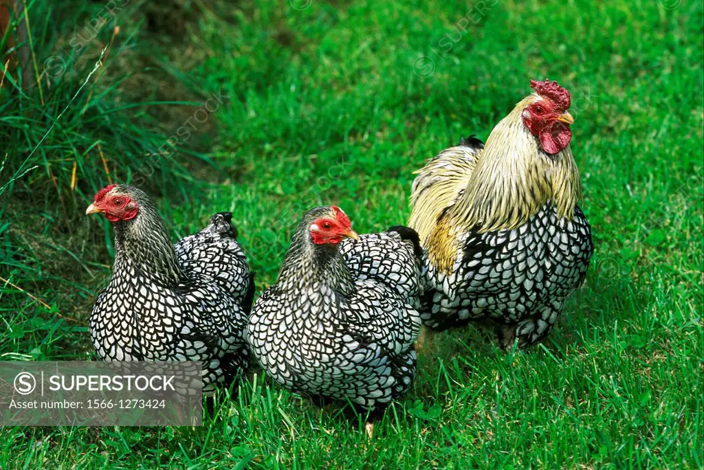 Cockerel and Hens, Breed called Wyandotte Ecaillee.