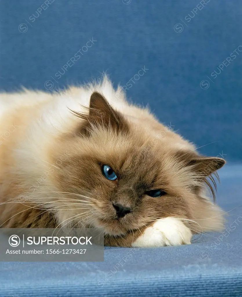 Birmanese Domestic Cat laying against Blue Background.