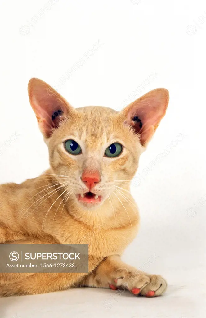 Cream Oriental Domestic Cat laying against White Background.