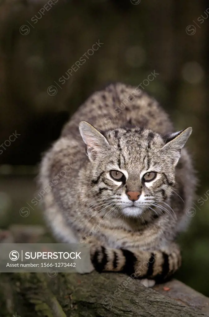 Geoffroy's Cat, oncifelis geoffroyi, Adult.