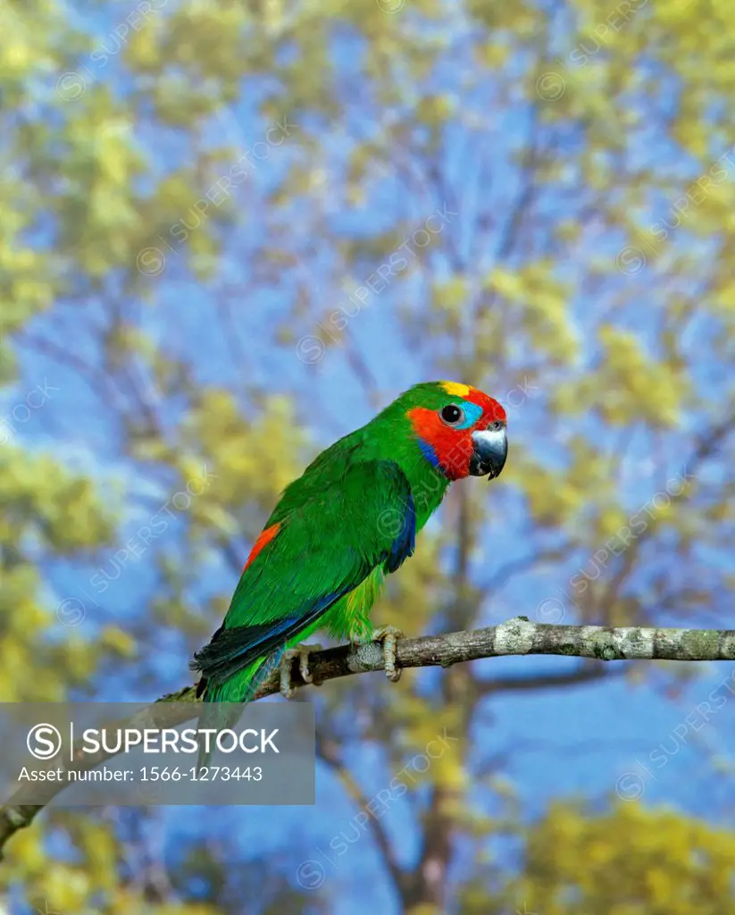 Edward's Fig-Parrot, psittaculirostris edwardsii, Adult standing on Branch.
