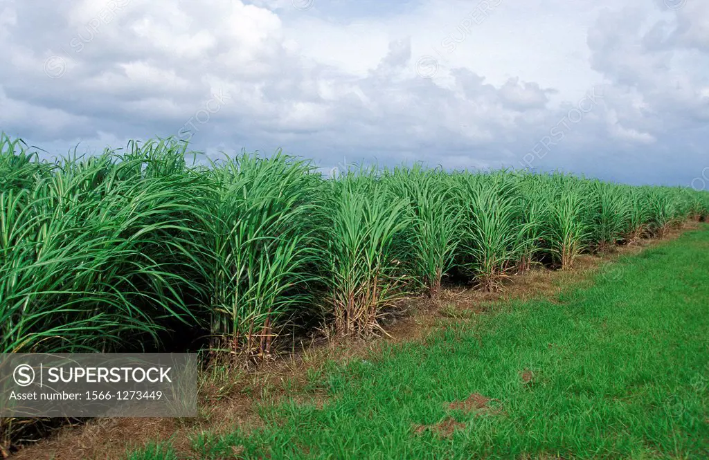 Sugar Cane Field, Australia.