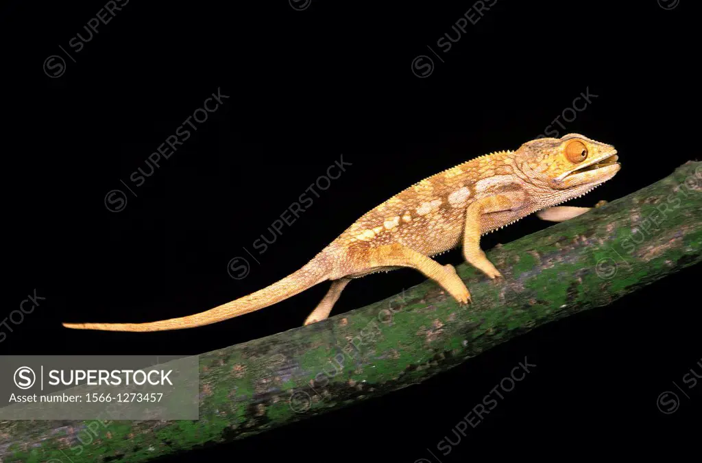 Oustalet's Chameleon, chamaeleo oustaleti, Adult walking on Branch.