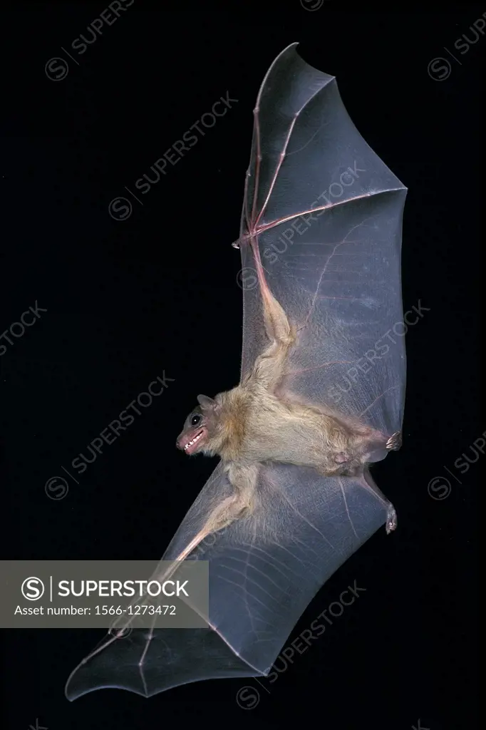 Mouse-Eared Bat, myotis myotis, Adult in Flight.