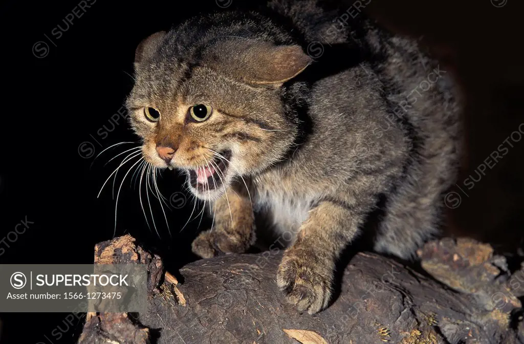 European Wildcat, felis silvestris, Adult snarling.
