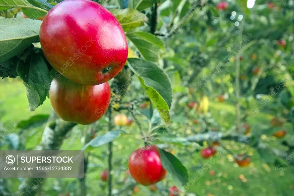 Apple tree with red apples.