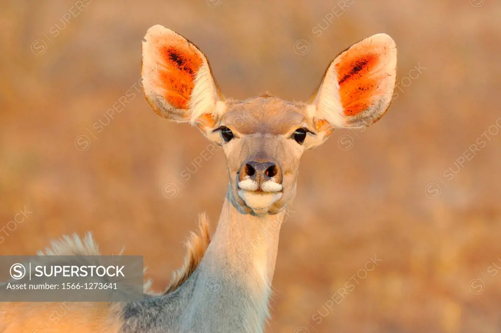 Greater Kudu, Tragelaphus strepsiceros, female, Kruger National Park, South Africa