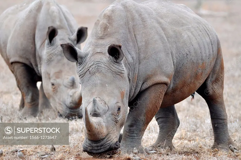 White rhinoceros, Ceratotherium simum, eating, Kruger National Park, South Africa