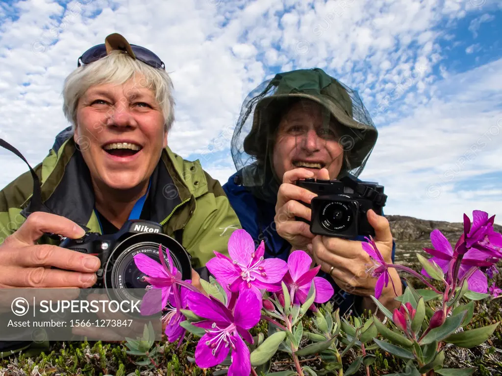 Photographers with dwarf fireweed Chamerion latifolium in Heckla Haven, Northeast Greenland