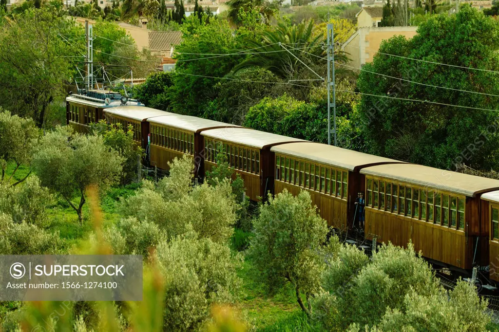 Soller train between olive, Sa Garriga, mallorca, Balearic Islands, Spain, Europe