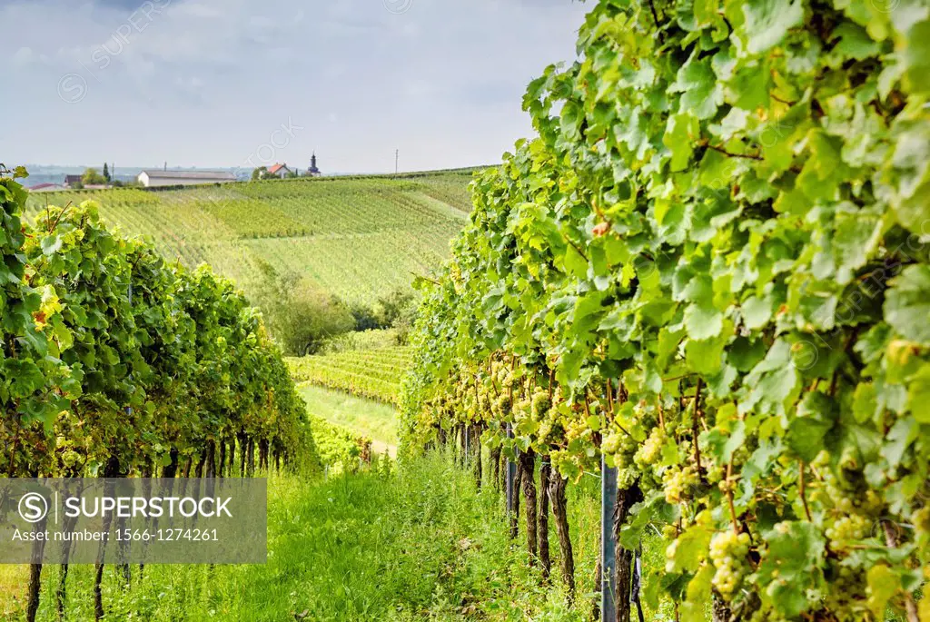 Vineyards, grapevines in Edenkoben, German Wine Route, Palatine wine, Palatinate Forest Nature Reserve, Rhineland-Palatinate, Germany, Europe