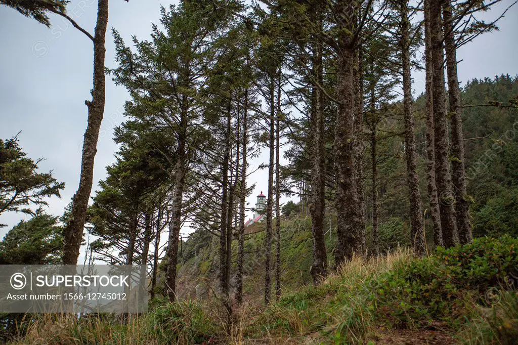 A mountain side stand of evergreen trees above the coastline of Oregon in the Pacific Northwest.