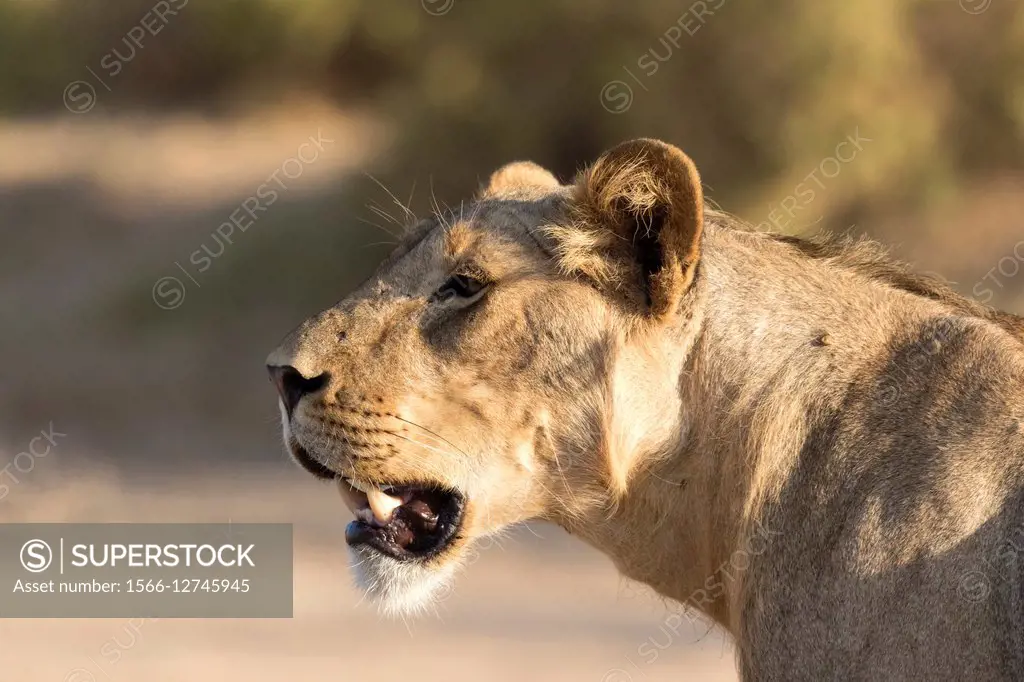 Lioness (Panthera leo), Samburu National Reserve, Kenya.