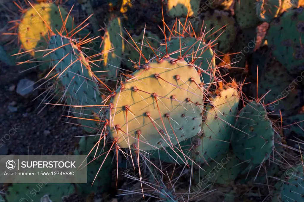 Long-spined Prickly Pear Cactus (Opuntia macrocentra), Saguaro National Park, West, Tucson Arizona.