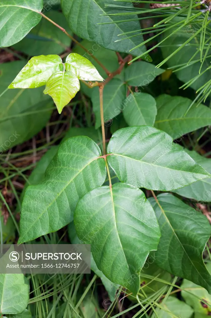 Poison Ivy (Rhus radicans).