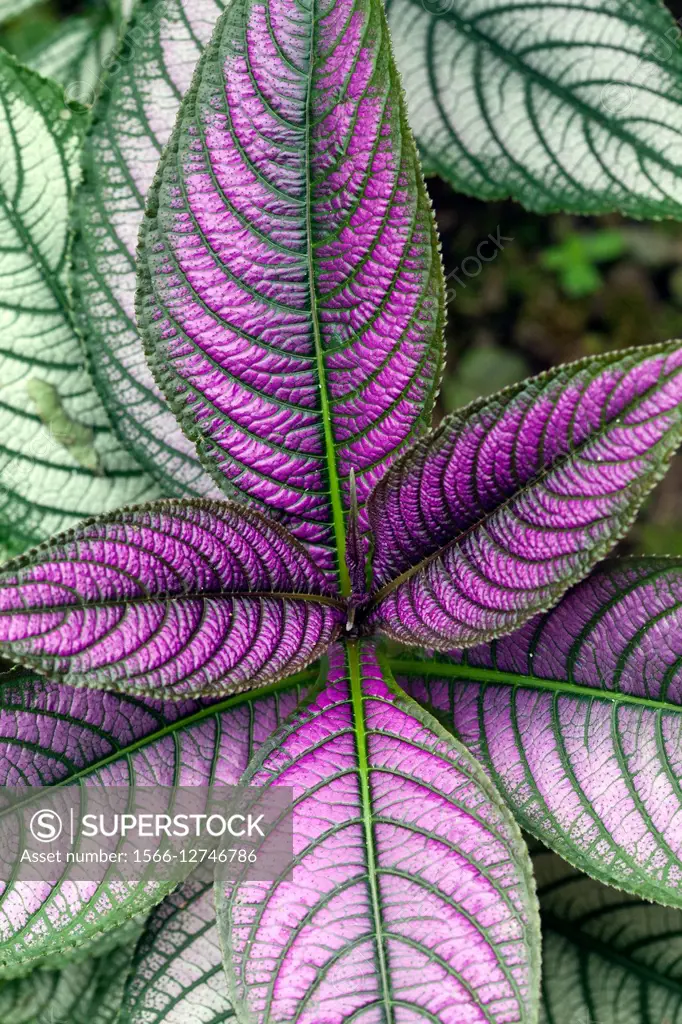 Persian Shield Plant (Strobilanthes dyerianus), Costa Rica.