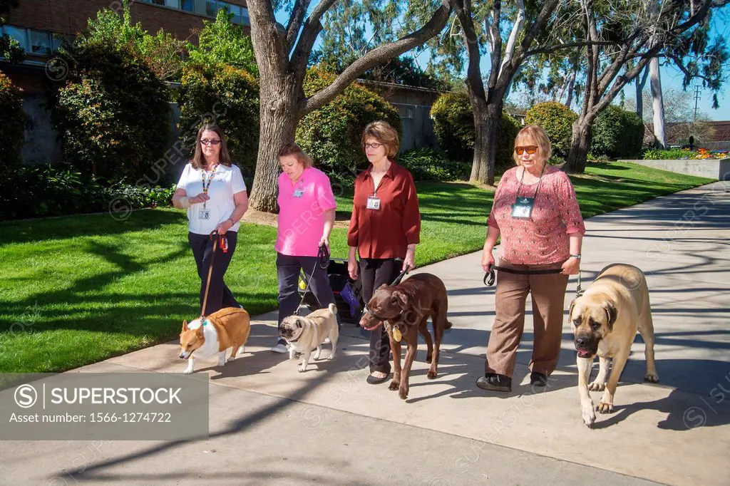 Volunteer owners bring their specially trained comfort dogs to the University of California at Riverside to relieve student stress during final exams.