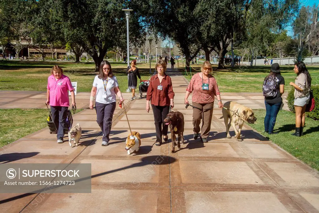 Volunteer owners bring their specially trained comfort dogs to the University of California at Riverside to relieve student stress during final exams.
