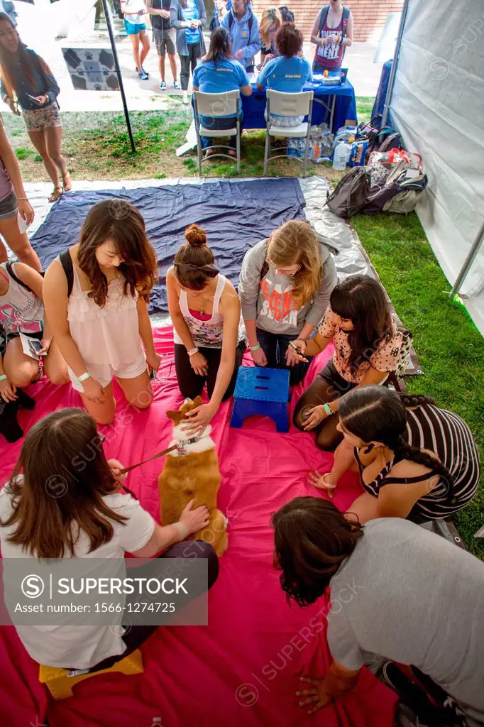 During final exams at the University of California at Riverside students relieve stress by petting and cuddling specially trained comfort dogs. During...