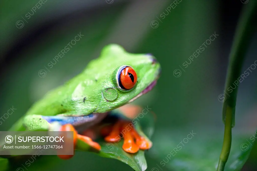 Red-eyed Tree Frog (Agalychnis callidryas), Costa Rica.