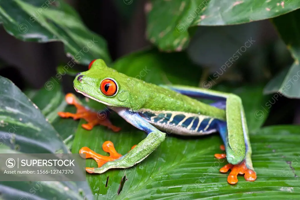 Red-eyed Tree Frog (Agalychnis callidryas), Costa Rica.