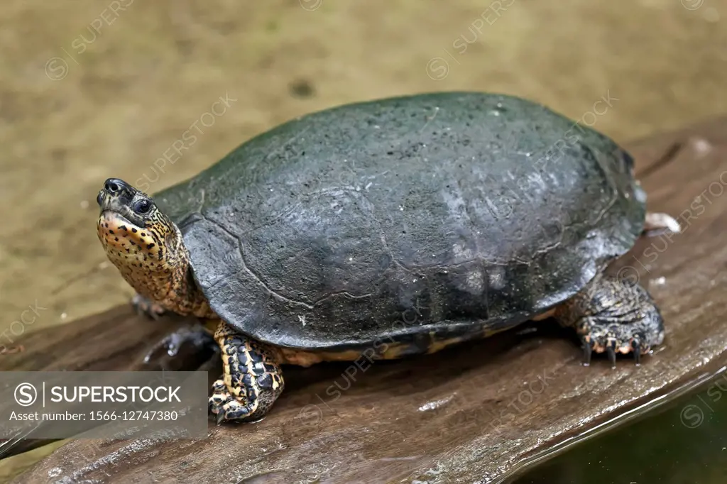 Black River Turtle (rhinoclemmys funerea), Costa Rica.