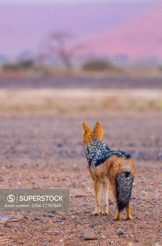 Black-backed jackal (Canis mesomelas)Namib Naukluft National Park, Namibia, Africa.