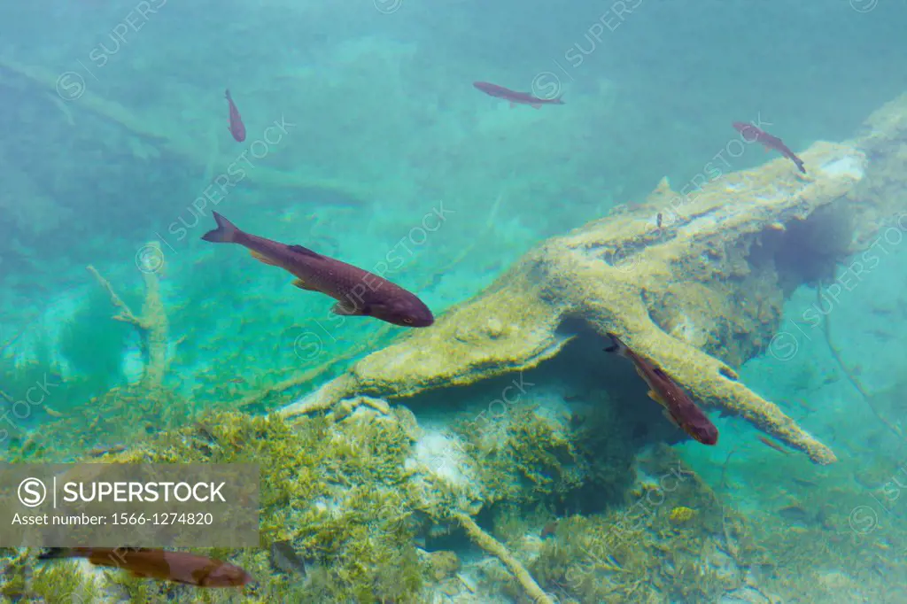 Croatia - Plitvice Lakes National Park, fish in the crystal clear water of lake, Plitvice, central Croatia.